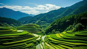 Ernte japanisch Reis Reisfelder ai generiert foto