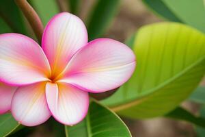 Plumeria Blume. Hintergrund. ai generativ Profi Foto