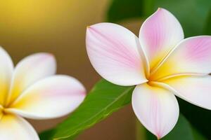 Plumeria Blume. Hintergrund. ai generativ Profi Foto