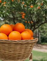 reif Orangen im ein Korb auf ein Hintergrund von Orange Bäume. ai generiert foto