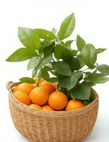organisch reif Mandarinen im ein Korb auf ein Weiß Hintergrund durch KI-generiert foto