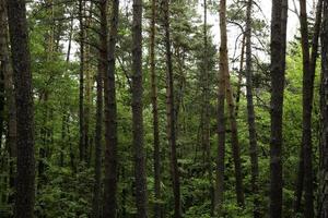 Waldbäume. Natur grünes Holz Sonnenlicht Hintergründe foto