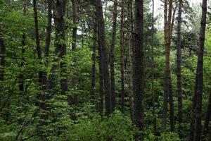Waldbäume. Natur grünes Holz Sonnenlicht Hintergründe foto