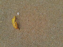 voll Rahmen Schuss von schön Strand Sand im das Sommer- Sonne. foto