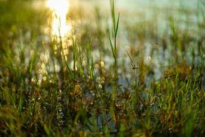 Sonnenlicht Treffer das Oberfläche von das Wasser, Erstellen kreisförmig Bokeh inmitten das Gras Feld. foto