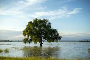 ein groß, einsam Baum stand auf im das Mitte von das Wasser, zündete durch Sanft Sonnenlicht. das Hintergrund ist das Abend Blau Himmel. foto