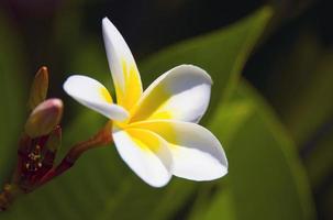 Frangipani-Blüten im Garten foto