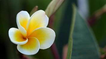 Frangipani-Blüten im Garten foto