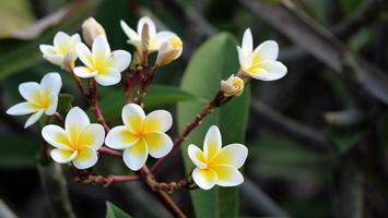 Frangipani-Blüten im Garten foto