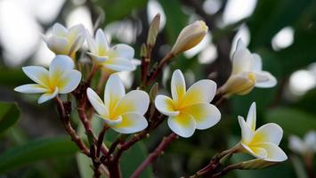 Frangipani-Blüten im Garten foto