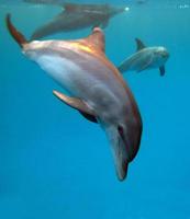 eine Gruppe von Delfinen im Roten Meer. foto