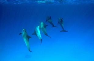 eine Gruppe von Delfinen im Roten Meer. foto