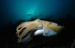 Breiter Tintenfisch. Unterwasserwelt von Komodo. foto