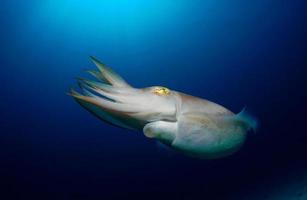 Breiter Tintenfisch. Unterwasserwelt von Komodo. foto