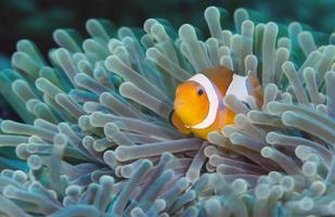 Clownfische. erstaunliche Unterwasserwelt. foto