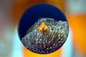 Clownfisch in einer Anemone. foto