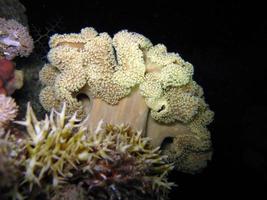 erstaunliche Unterwasserwelt des Roten Meeres foto