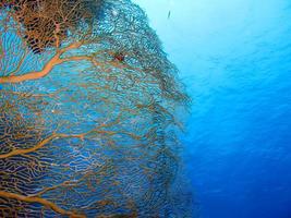 erstaunliche Unterwasserwelt des Roten Meeres