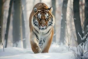 sibirisch Tiger im ein schneebedeckt Landschaft. ai generativ foto