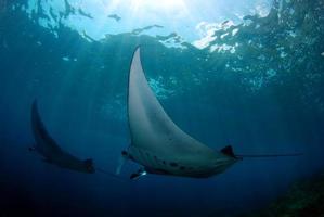 Mantarochen an der Putzstation foto