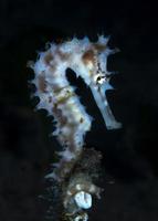 dorniges Seepferdchen. Unterwasser Makroleben. foto