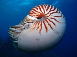 nautilus im offenen meer in palau foto