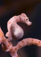 Denise Pygmäen-Seepferdchen Unterwasser-Makro foto