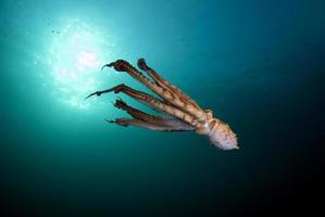 Riesenkrake im offenen Meer foto