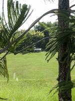 tropisch Landschaftsbau im Zuhause Garten foto