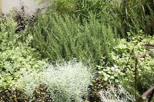 tropisch Garten mit botanisch Pflanzen Stein foto