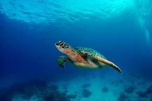 grüne Meeresschildkröte in der Nähe der Insel Apo. foto