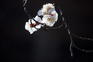 Aprikosenbaumblume foto