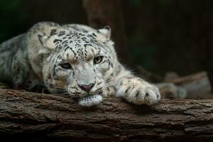 Porträt von Schnee Leopard im Zoo foto