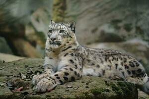 Porträt von Schnee Leopard im Zoo foto