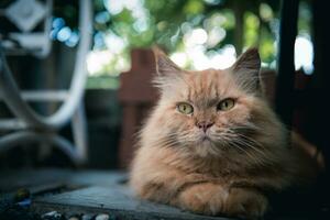 süß braun persisch Katze Lügen auf Fußboden draussen, Haustier und Tier foto