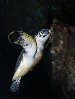Karettschildkröte an Korallenriffen. foto