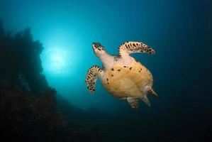 Karettschildkröte an Korallenriffen.