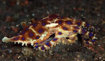 ein seltener blauringiger Oktopus. foto