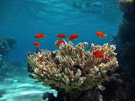 wunderschöne Korallenriffe des Roten Meeres foto