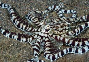 ein seltener mimischer Oktopus in der bali-see. foto