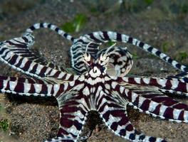 ein seltener mimischer Oktopus in der bali-see. foto