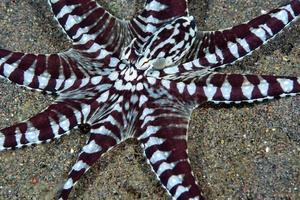 ein seltener mimischer Oktopus in der bali-see. foto
