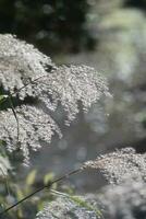 Moos bedeckt mit Schnee im das Wind foto