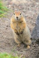 neugierig Arktis Boden Eichhörnchen, Tier steht auf es ist Hinter Beine und vorsichtig suchen beim Kamera foto