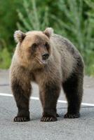 Kamtschatka braun Bär Stehen auf Asphalt Straße foto