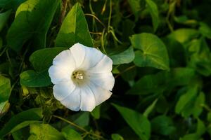 Kalystegie Sepium. Hecke Winde Blume. foto