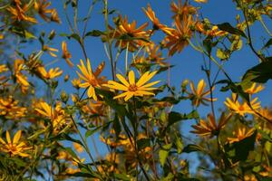 jerusalem Artischocke Blumen Blühen draußen foto