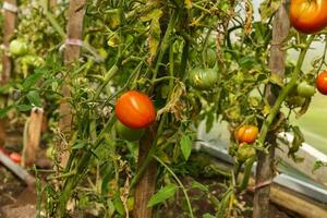 rot Tomaten wachsend im ein Gewächshaus. Tomate hängend auf ein Ast. foto