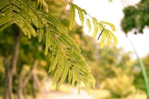 Grün Baum Blätter frisch botanisch draußen Hintergrund Landschaft foto