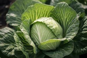 Kohl wachsend im ein städtisch Garten. Kohl Blätter und Kopf schließen hoch. generativ ai foto